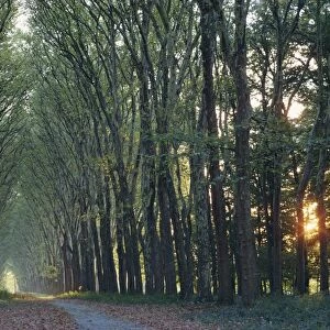 Avenue of trees with sun low in the sky behind, at Versailles, Ile de France