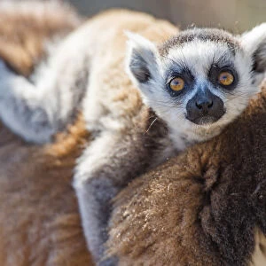 Baby Ring-tailed Lemur (Lemur catta), Anja Community Reserve, Haute Matsiatra Region