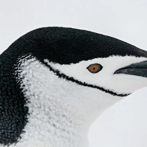 Close-up of head of Chinstrap penguin (Pygoscelis antarcticus), Half Moon Island, Antarctica, Polar Regions