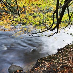 Fallen leaves and tree overhanging the River Nidd in Nidd Gorge in autumn, near Knaresborough, North Yorkshire, Yorkshire, England, United Kingdom, Europe
