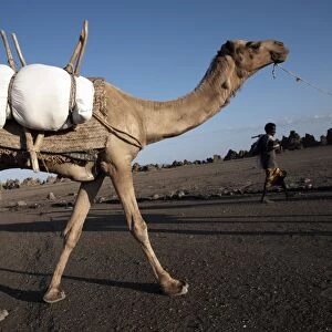 Local nomads drive camels across the desolate landscape of Lac Abbe, Djibouti, Africa