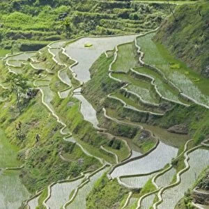 Mud-walled rice terraces of Ifugao culture, Banaue, UNESCO World Heritage Site