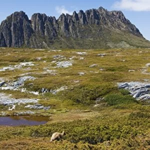 Peaks of Cradle Mountain, 1545m, on the Overland Track, Cradle Mountain Lake St