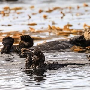 Sea otters (Enhyrda lutris), endangered species, calm waters of Sitka Sound, Sitka