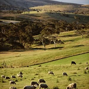 Sheep on pastureland near Cape Jervis, Fleurieu Peninsula, South Australia