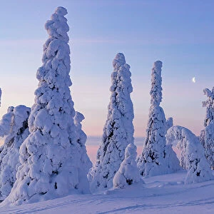 Snowy forest at sunrise in winter, Riisitunturi National Park, Posio, Lapland, Finland, Europe