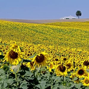 Sunflower field near Cordoba, Andalusia, Spain, Europe