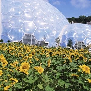 Sunflowers and the humid tropics biome, The Eden Project, near St. Austell