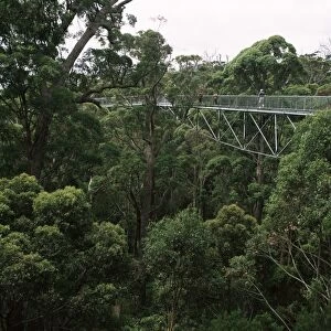Treetop walk, Valley of the Giants, Walpole, Western Australia, Australia, Pacific