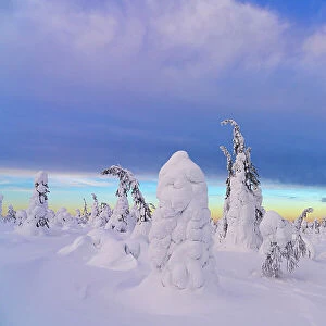 Winter dusk over the snowy forest, Riisitunturi National Park, Posio, Lapland, Finland