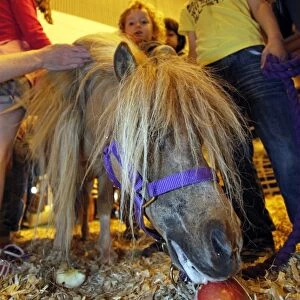 Miniature pony display at the London Pet Show