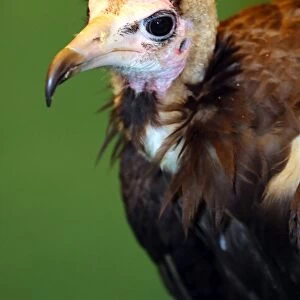 Portrait of a Hooded Vulture at the London Pet Show 2013