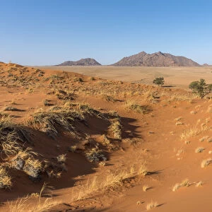 Africa, Namibia, Sossusvlei. Elim dune