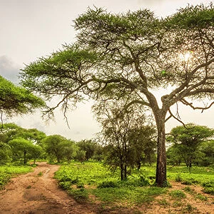 Africa, Tanzania, Manyara Region. A bushroad in the forest