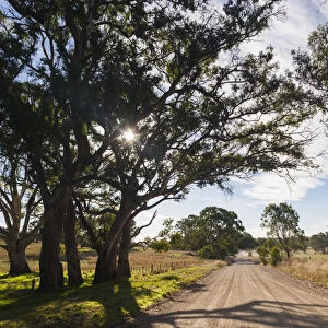 Australia, South Australia, Barossa Valley, Mount Pleasant, country road