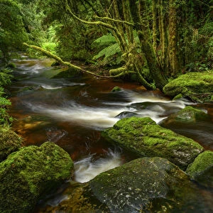Australia, Tasmania, Franklin-Gordon Wild Rivers National Park, Creek