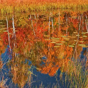 Autumn on pond adjacent Lake Laurentian. Lake Laurentian Conservation Area. Sudbury, Ontario, Canada