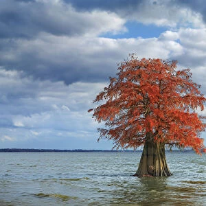 Bald cypress in autumn colors - USA, Louisiana, Caddo, Caddo Lake, Ferry Lake