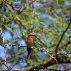 Bee-eater, Lake Albert (Albert Nyanza), Uganda, East Africa