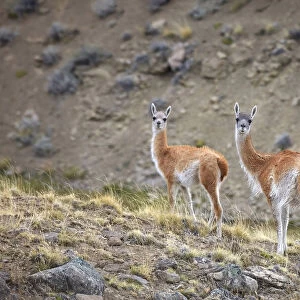 A couple of guanacos inside the natural reserve of the Estancia 25 de Mayo, El Calafate