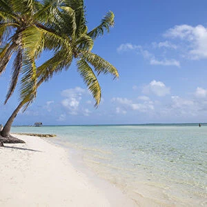 Cuba, Jardines del Rey, Cayo Guillermo, Playa El Paso, Palm trees on white sand beach