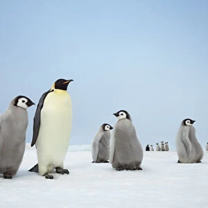 Emperor penguin and chicks - Antarctica, Antarctic Peninsula, Snowhill Island