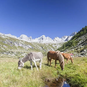 Horses and donkey in the green pastures Porcellizzo Valley Masino Valley Valtellina