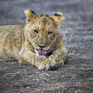 Lion cub grooming, Lower Zambezi National Park, Zambia