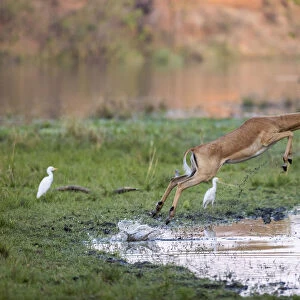 Male impala leaping over pool of water, Lower Zambezi National Park, Zambia
