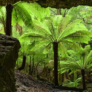 Oceania, Australia, Tasmania, Tarkine Forest at Trowutta Arch