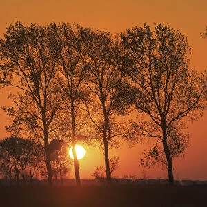 Poplar alley at sunset - France, Normandy, Manche, Avranches