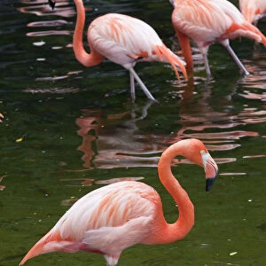 Singapore, Jurong Bird Park, Flamingoes