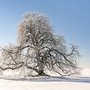 Snow-covered solitary horse chestnut on field, blue sky, Vogtland, Saxony, Germany