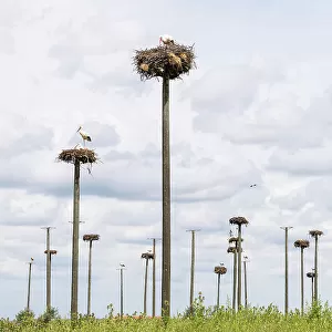 Storks nesting on wooden poles, Extremadura, Caceres, Spain