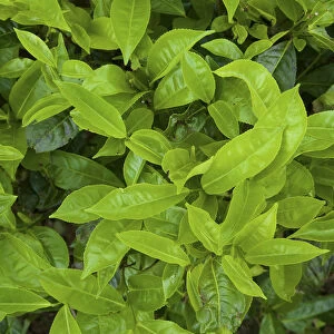 Tea leaves, Nuwara Eliya, Sri Lanka