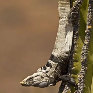 San Esteban spiny-tailed iguana (Ctenosaura conspicuosa), an endemic iguana found only on Isla San Esteban in the Gulf of California (Sea of Cortez), Mexico. This large iguanid has become specialized in climbing the tall columnar Cardon cactus to