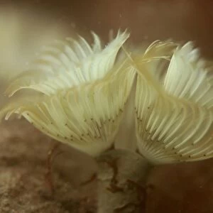 Tubeworm with feathery filter system in use. UK (RR)