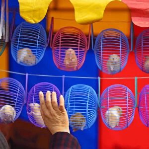 A CHINESE WOMAN BUYS A HAMSTER AT A NEW YEAR FAIR IN BEIJING