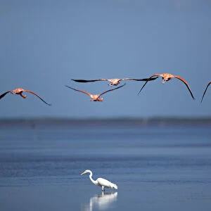 Flamingos fly over a heron at a wetland reserve in Celestun in Mexicos Yucatan Peninsula
