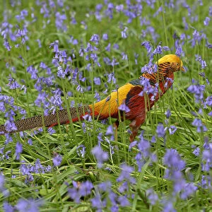 A golden pheasant walks amongst bluebells at Kew Gardens in west London