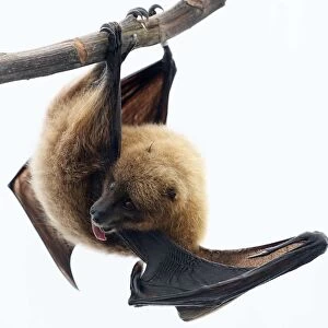 A Rodrigue fruit bat hangs on a perch in the Masoala rainforest hall at the zoo in Zurich