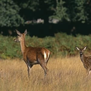 Red Deer, Cervus elaphus, hind and fawn, autumn, UK