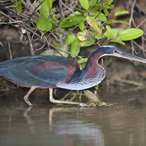 Agami Heron (Agamia agami) adult, hunting in river, Pixaim River, Pantanal, Mato Grosso, Brazil