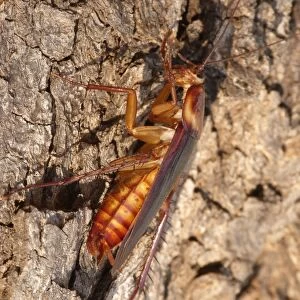 Australian Cockroach (Periplaneta australasiae) adult, cleaning front legs, basking on bark in early morning sunshine