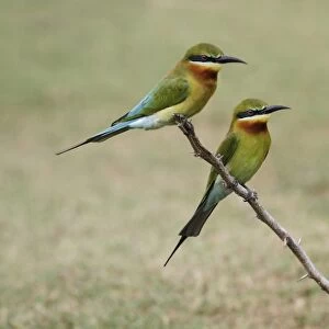 Blue-tailed Bee-eater (Merops philippinus) adult pair, perched on dead branch, Yala N. P. Sri Lanka, February