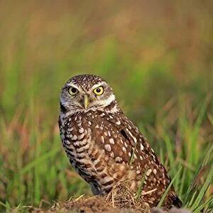 Burrowing Owl (Speotyto cunicularia) adult, standing near burrow entrance, Cape Coral, Florida, U. S. A. March