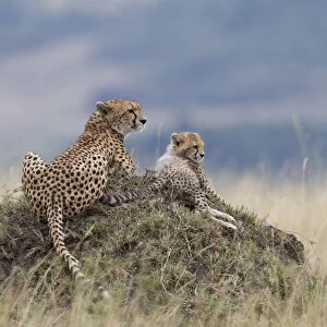 Cheetah (Acinonyx jubatus) adult female with cub, resting on termite mound, Masai Mara, Kenya, August