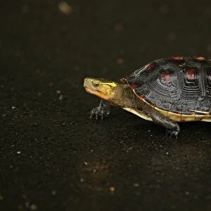 Chinese Box Turtle (Cistoclemmys flavomarginata) adult, crossing wet road during rainfall, Taiwan, April