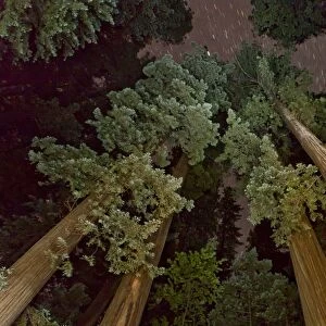 Coast Redwood (Sequoia sempervirens) looking up trunks to canopy, in forest with starry sky at night