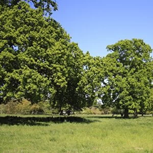 Common Oak (Quercus robur) habit, mature trees growing in parkland habitat, Thornham Estate, Thornham Magna, Suffolk